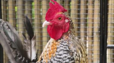 Horoz ve tavuk köy çiftliğinde yaşıyor..