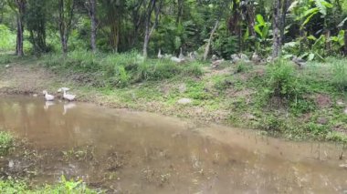 Kazlar büyük çiftlikteki yemyeşil ormanın tadını çıkarıyorlar..