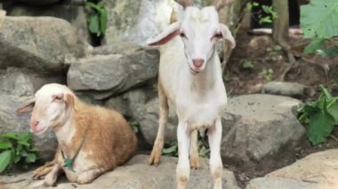Neşeli bir keçi, geniş bir avluda eğleniyor ve yemek yiyor..