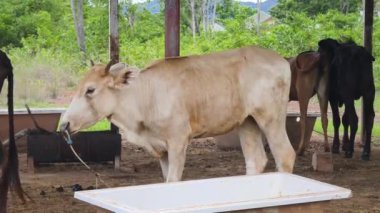 Güzel inekler kırsal kesimde birlikte yaşarlar..