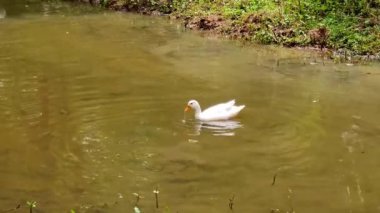 Kazlar büyük çiftlikteki yemyeşil ormanın tadını çıkarıyorlar..