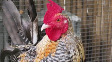 Horoz ve tavuk köy çiftliğinde yaşıyor..