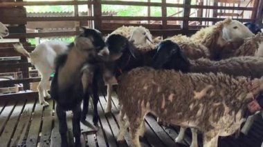 Genç dağ keçileri ve koçlar köy çiftliğinde yaşarlar..