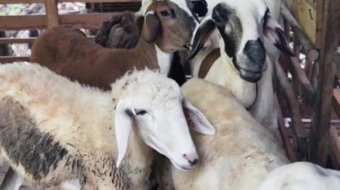 Genç dağ keçileri ve koçlar köy çiftliğinde yaşarlar..