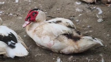 Çiftlikteki beyaz ördeklerin doğal bir davranışı vardır..
