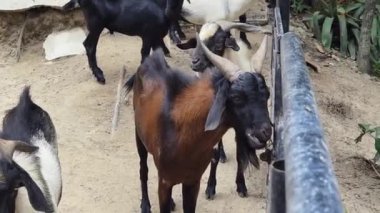 Genç dağ keçileri ve koçlar köy çiftliğinde yaşarlar..