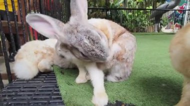 Çiftlikte birlikte beslenen sevimli tavşanlar..