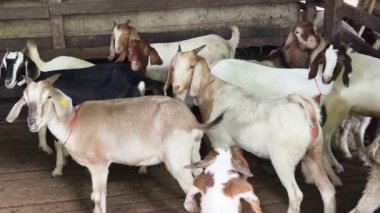 Genç dağ keçileri ve koçlar köy çiftliğinde yaşarlar..