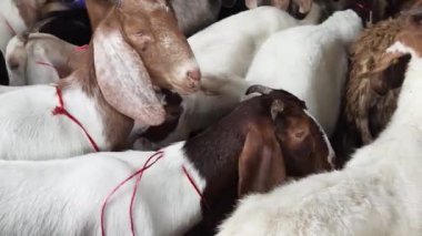 Genç dağ keçileri ve koçlar köy çiftliğinde yaşarlar..