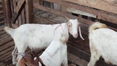 Genç dağ keçileri ve koçlar köy çiftliğinde yaşarlar..