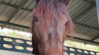 Güzel atlar kırsal bir çiftlikteki ahırda birlikte yaşarlar.. 