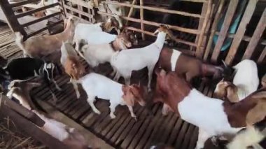 Genç dağ keçileri ve koçlar köy çiftliğinde yaşarlar..