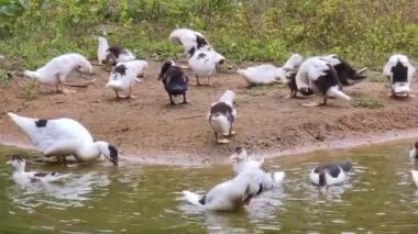 Çiftlikteki beyaz ördeklerin doğal bir davranışı vardır..