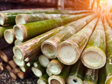 Bir yığın yeşil bambu çubuk üst üste yığılmış..