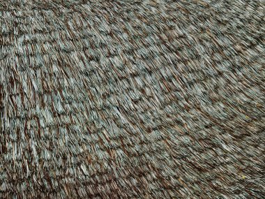 Büyük bir palmiye çatısının renkli arkaplanı.