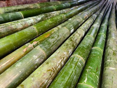 Bir yığın yeşil bambu çubuk üst üste yığılmış..