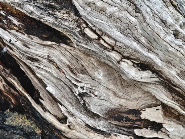 Büyük bir odun yığını güzel bir kumsalın üzerinde dinleniyor..