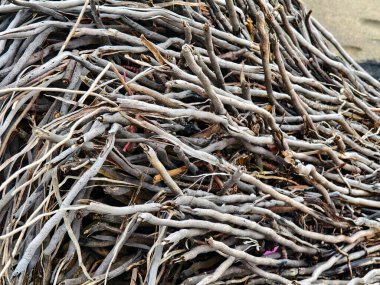 Sahilde bulunan dal ve dallardan oluşan büyük bir yığın..