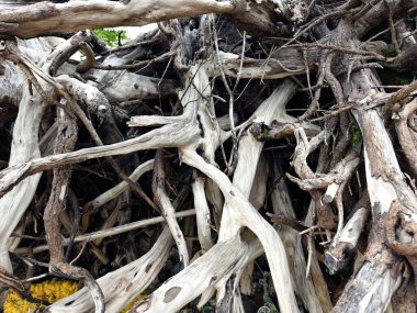 Sahilde bulunan dal ve dallardan oluşan büyük bir yığın..