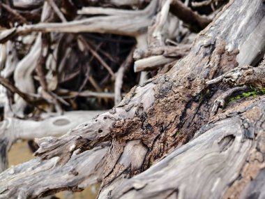Sahilde bulunan dal ve dallardan oluşan büyük bir yığın..