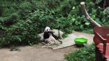 Yeşilliklerle çevrili bambu yiyen bir panda, doğadaki sükunetin mükemmel bir anını somutlaştırıyor.
