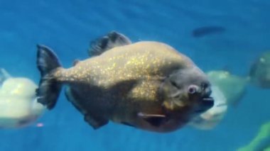 Canlı ve renkli bir deniz ekosisteminde yemyeşil yosunlar arasında yüzen çeşitli balıkların sakin sualtı görüntüsü