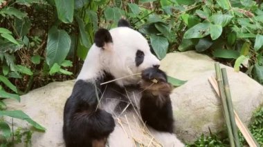 Yeşilliklerle çevrili bambu yiyen bir panda, doğadaki sükunetin mükemmel bir anını somutlaştırıyor.