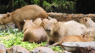 Capybaras verimli ve canlı ortamlarda rahatlar, vahşi yaşam aşıkları için mükemmel bir sahne yaratır.