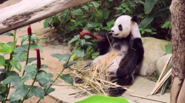 Yeşilliklerle çevrili bambu yiyen bir panda, doğadaki sükunetin mükemmel bir anını somutlaştırıyor.