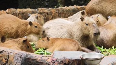 Capybaras verimli ve canlı ortamlarda rahatlar, vahşi yaşam aşıkları için mükemmel bir sahne yaratır.