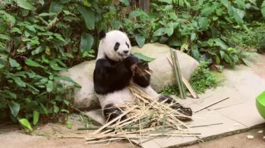 Yeşilliklerle çevrili bambu yiyen bir panda, doğadaki sükunetin mükemmel bir anını somutlaştırıyor.