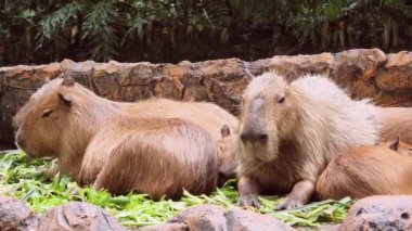 Capybaras verimli ve canlı ortamlarda rahatlar, vahşi yaşam aşıkları için mükemmel bir sahne yaratır.