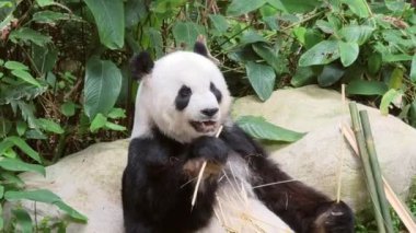 Yeşilliklerle çevrili bambu yiyen bir panda, doğadaki sükunetin mükemmel bir anını somutlaştırıyor.
