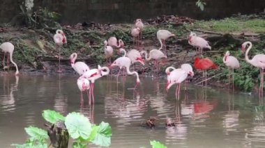 Renkli flamingoların heybetli bir araya geldiği sakin su kenarında, inanılmaz bir zarafet ve sükunet sergiliyorlar.