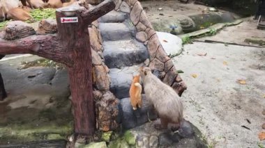 Capybaras verimli ve canlı ortamlarda rahatlar, vahşi yaşam aşıkları için mükemmel bir sahne yaratır.