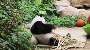 Yeşilliklerle çevrili bambu yiyen bir panda, doğadaki sükunetin mükemmel bir anını somutlaştırıyor.