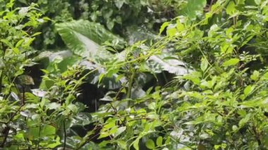 Tropikal yağmur ormanlarının muhteşem güzelliğini güzel bir şekilde gösteren canlı ve gür yapraklar.