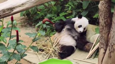 Yeşilliklerle çevrili bambu yiyen bir panda, doğadaki sükunetin mükemmel bir anını somutlaştırıyor.