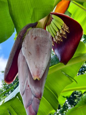 Canlı ve canlı renkleriyle güzel bir muz çiçeği yemyeşil bir yeşil ile çevrilidir.