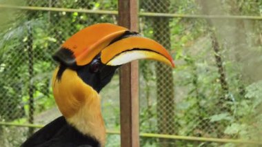 Görkemli doğal ortamında eşsiz ve dikkate değer özelliklerini sergileyen çarpıcı boynuzlu bir kuş..