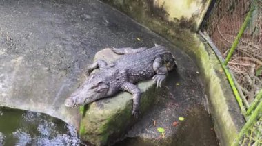 Bir timsahın doğal ortamında detaylı bir görüntüsü..