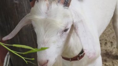 Kırsal bir çiftlikte otlayan kara koyun ve keçiler..