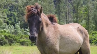 Güzel atlar kırsal bir çiftlikteki ahırda birlikte yaşarlar.. 