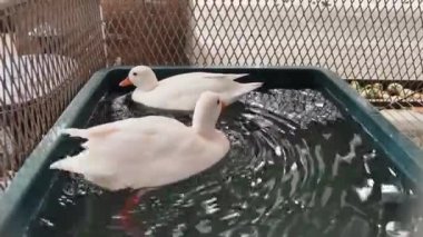 Çiftlikteki beyaz ördeklerin doğal bir davranışı vardır..