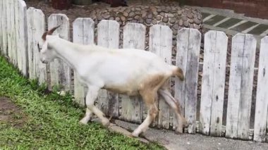 Kırsal bir çiftlikte otlayan kara koyun ve keçiler..
