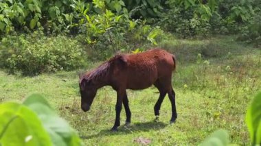 Güzel atlar kırsal bir çiftlikteki ahırda birlikte yaşarlar.. 