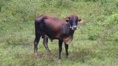 Güzel inekler kırsal kesimde birlikte yaşarlar..