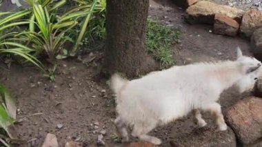 Kırsal bir çiftlikte otlayan kara koyun ve keçiler..