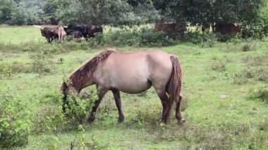 Güzel atlar kırsal bir çiftlikteki ahırda birlikte yaşarlar.. 
