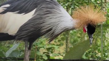 Taçlı bir turna zarif bir şekilde sergiliyor çarpıcı ve canlı tüylerini yemyeşil ve renkli yaprakların arasında